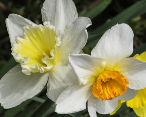 daffodil 2